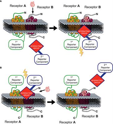 GPCR heteromers: An overview of their classification, function and physiological relevance